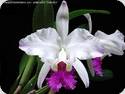 Cattleya lueddemanniana semi alba